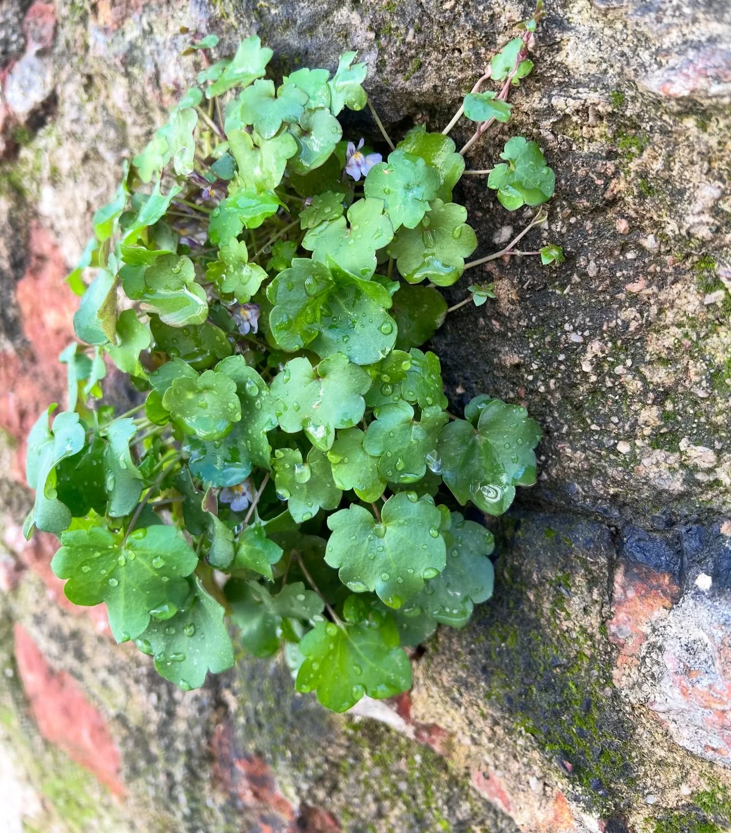 Kenilworth Ivy or Cymbalaria muralis is a spring favorite of mine. I noticed across the years. This little beauty commonly grows on stone walls 100+ years old, remarkably, all over the world. Which told me little Kenilworth was a favorite centuries a