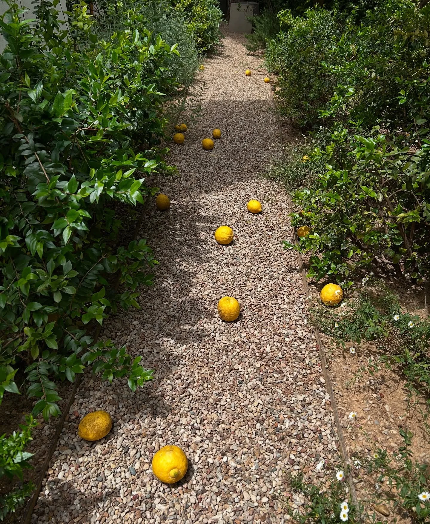 When the garden gives you Lemons, 
say thank you for the lemonade. #garden #wisdom #abundance #sustainability