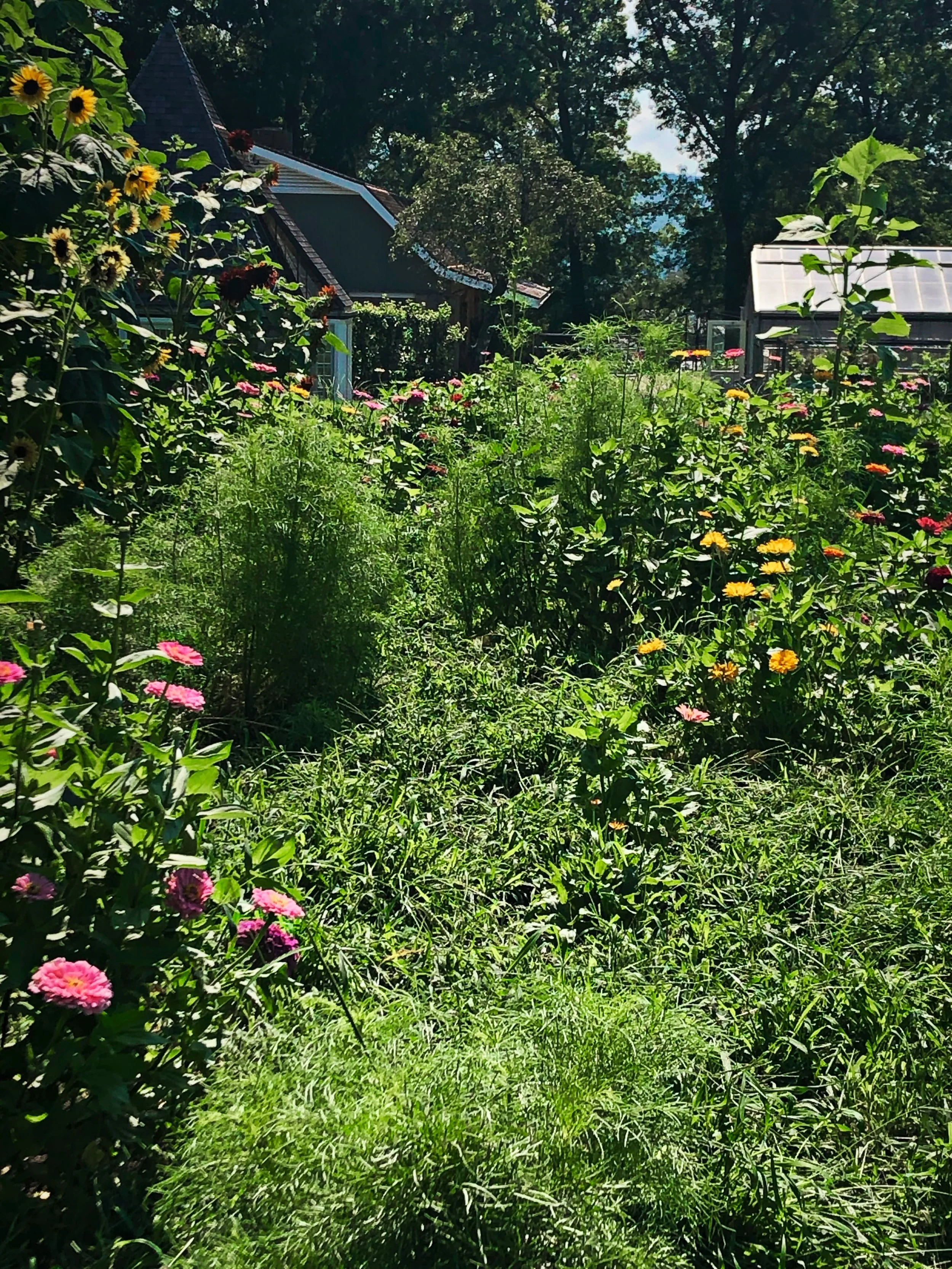 The Best part about a garden is its life, beauty, and abundance whether manicured or a mess. Nature is chaotic, to have a garden, one must find a path to organize that chaos. The beauty is in the choice you have to walk that path, and the choice your