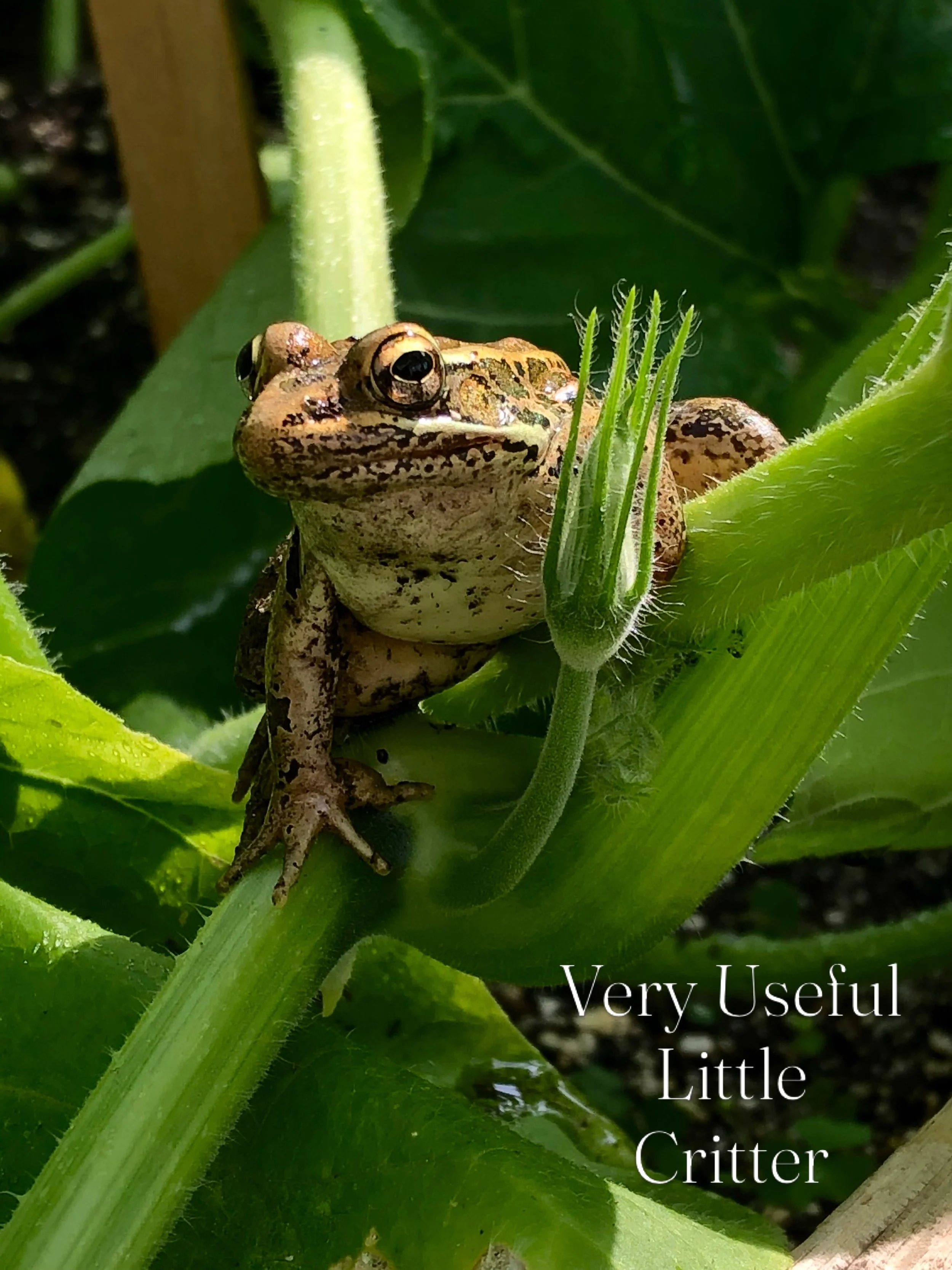 The toad, I think, deserves a highlight this time of year, when the nights get dewy and if you&rsquo;re lucky, to hear them chirping sweet nothings. These incredible little goo balls are natures pest control always hungry, always on duty. The have a 