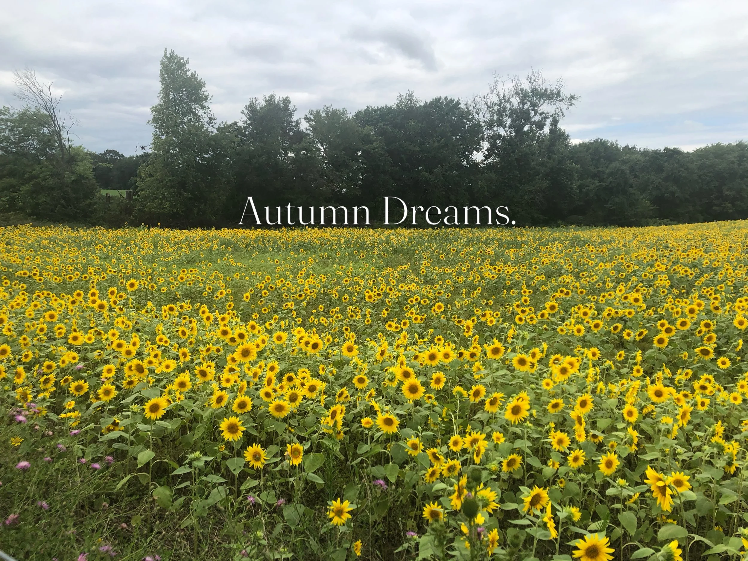 As the last of summer begins to fade and the nights get cooler, it becomes a bit easier to dream big. When we think of Autumn it is the colors, the winds changing, the spices unlocked from the closet and fields of flowers. The awaited harvest the yea