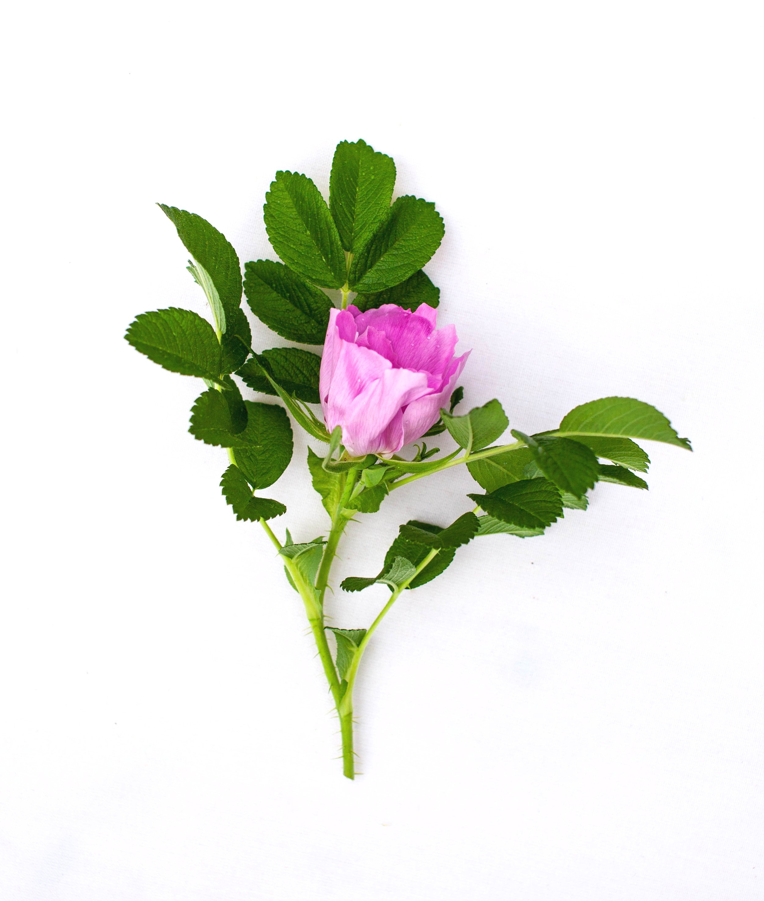 rose+%281+of+1%29.jpg