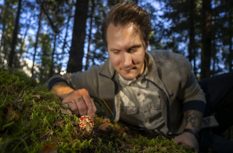 A young man is crawling in a forest, closely examining a red and white mushroom growing among moss and grass. ravneberget, jørgen ravneberg, sanking, ville vekster, bærekraftig mat, norsk natur, sankebøker, sankeren og kokken, kurs i sanking