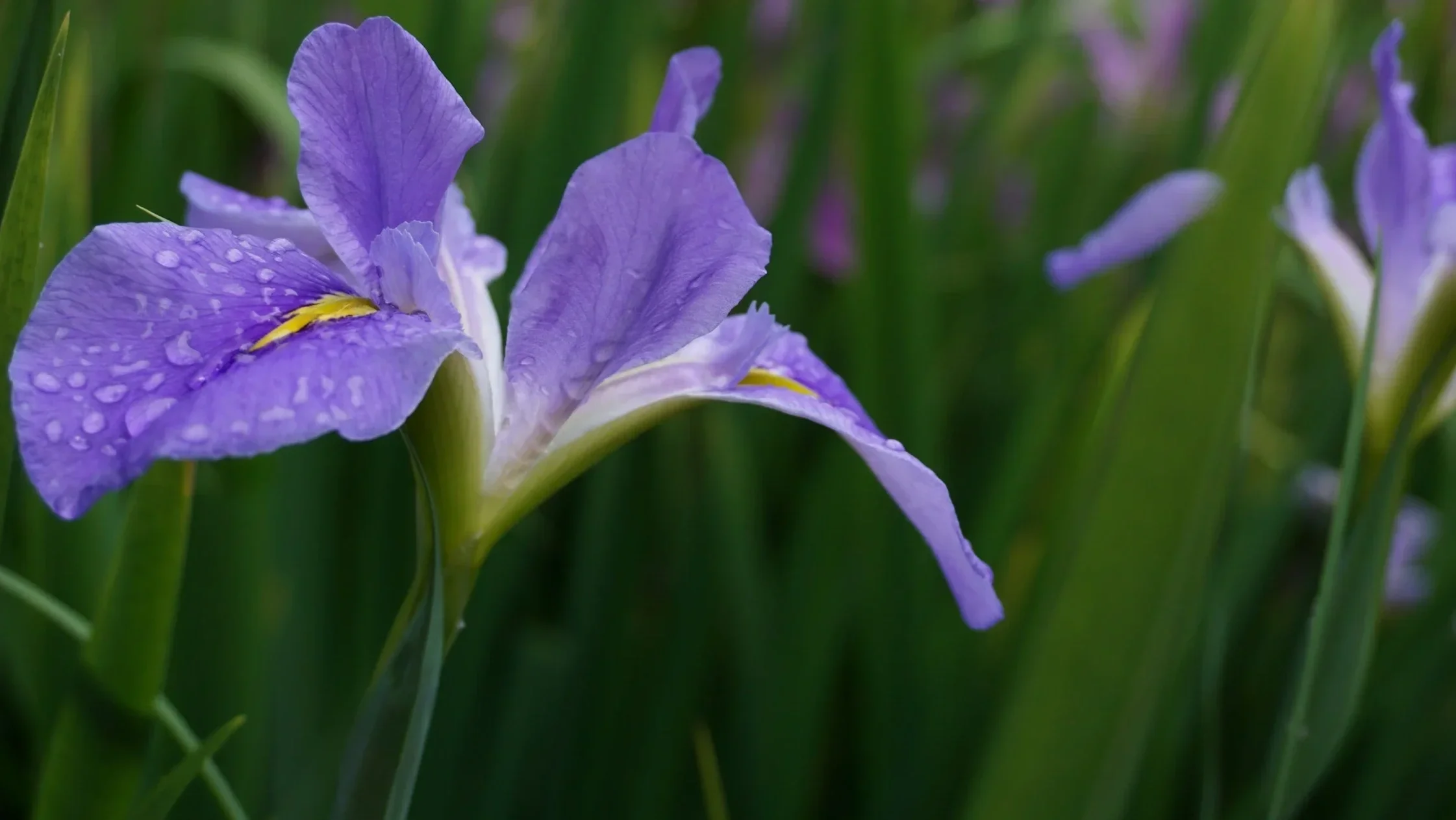 Close-up of purple iris flower with water droplets on petals, surrounded by green grass.