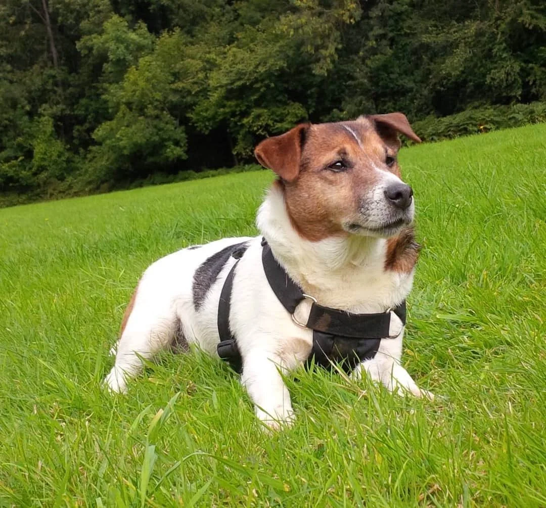 Picture of Jack Russell laying in the grass surrounded by trees. On a walk with his owner and having a lay down to rest.