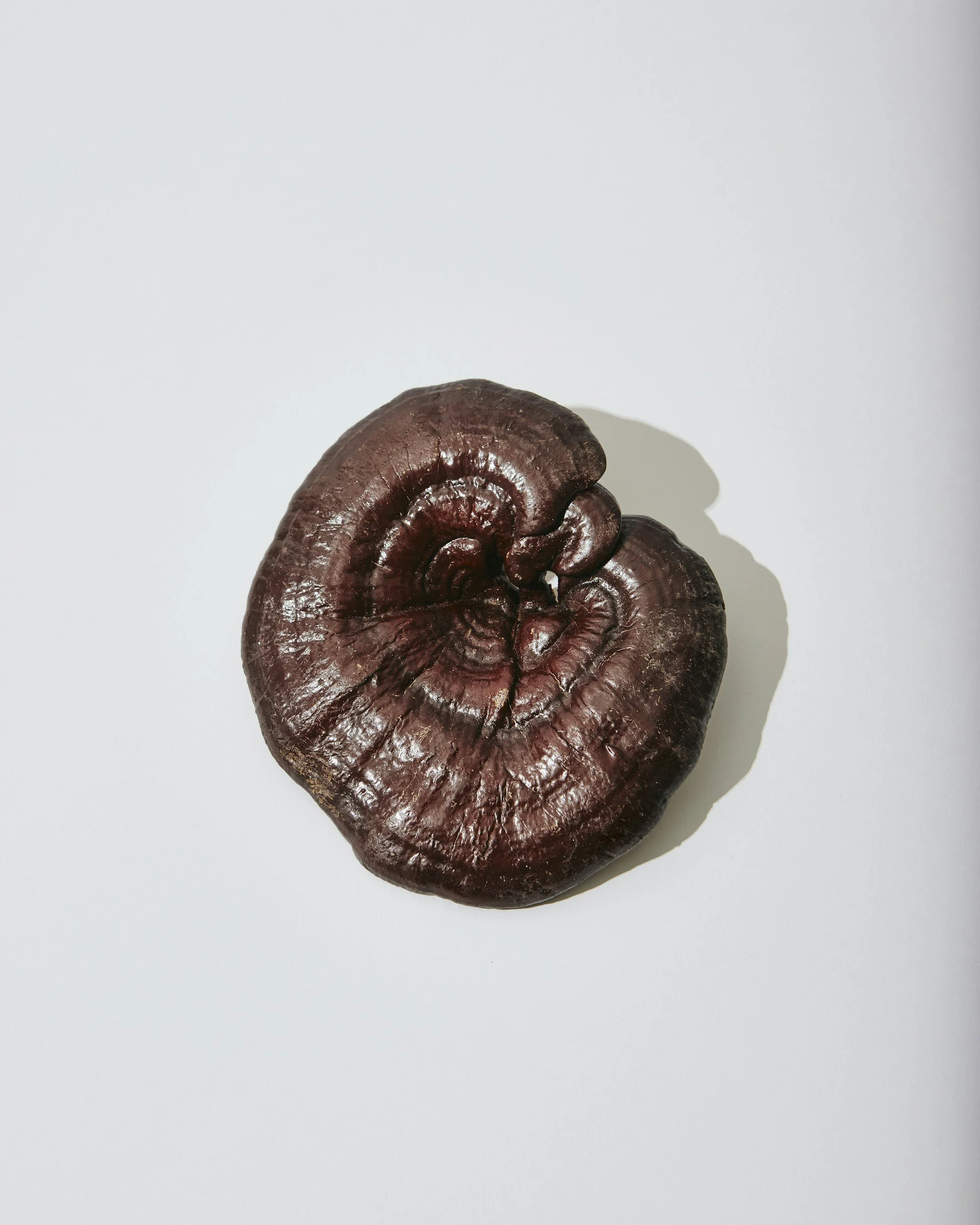 Reishi Mushroom Benefits: Stress Relief &amp; Immune Support