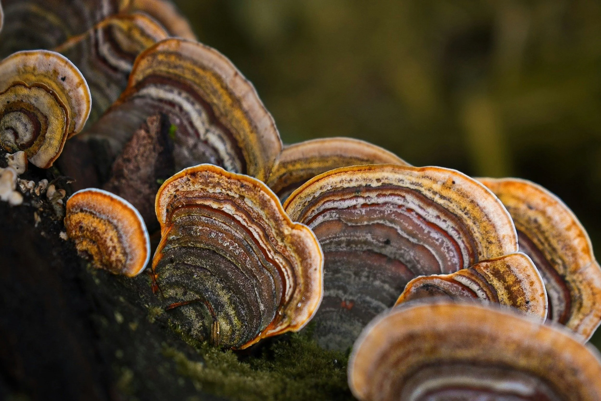 Turkey Tail: The Forest’s Striped Healer