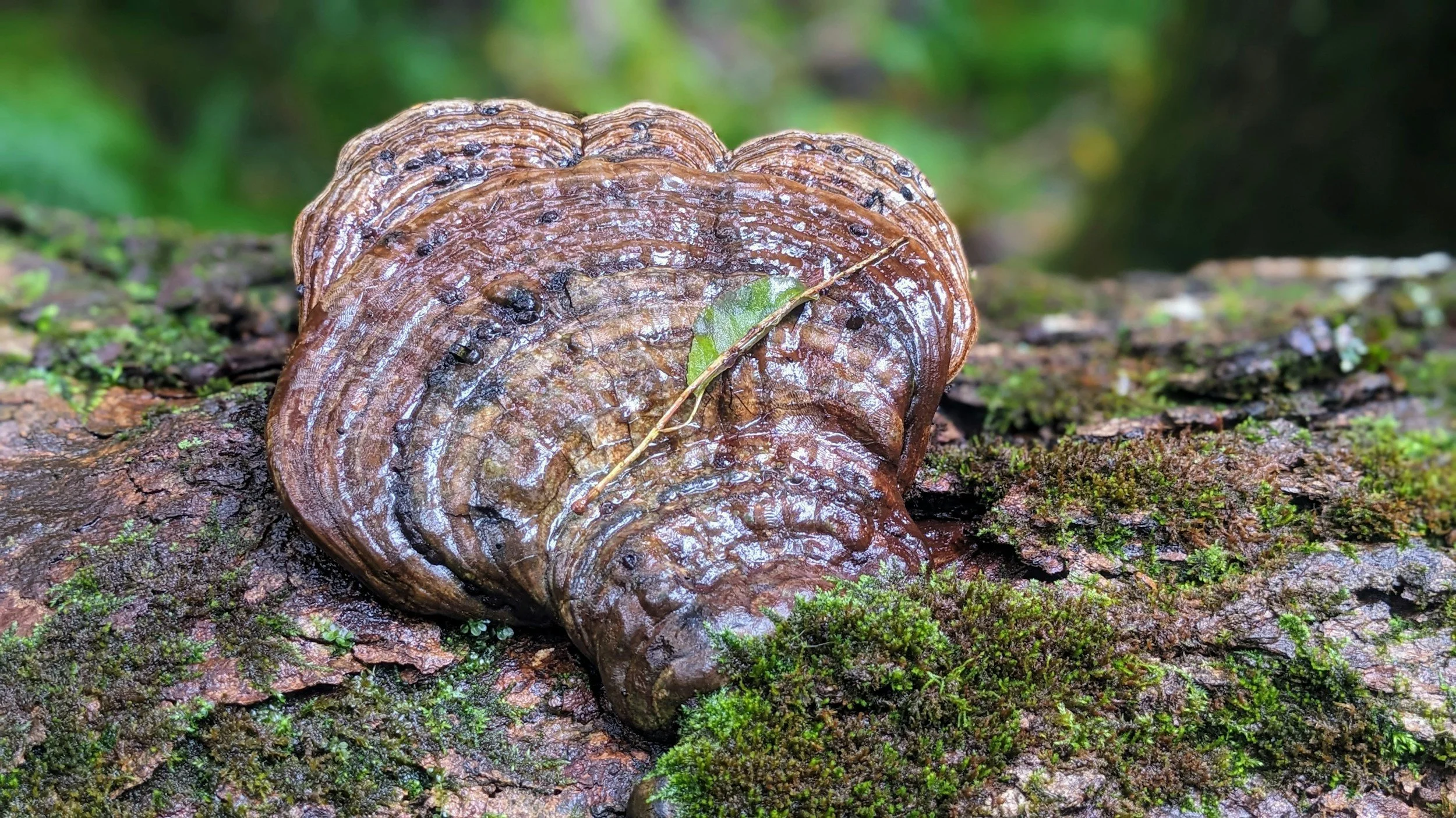 The Science of Reishi: Balance, Longevity, and Calm