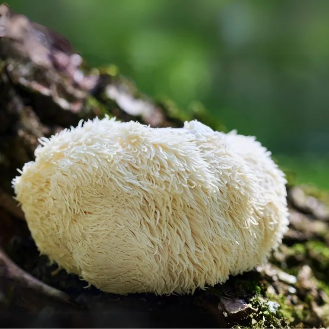 Lion’s Mane Mushroom Benefits: Brain Health &amp; Focus