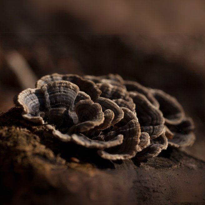 Turkey Tail Mushroom Benefits: Immunity &amp; Gut Health