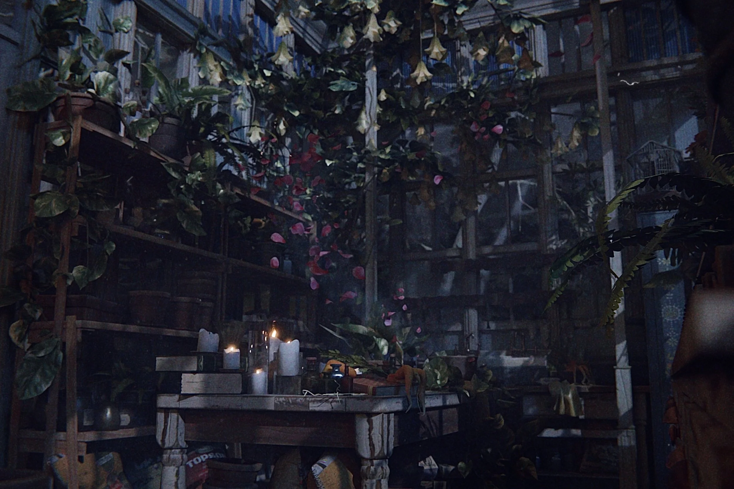 Dimly lit indoor space with wooden shelves, potted plants, and candles, creating a cozy atmosphere.
