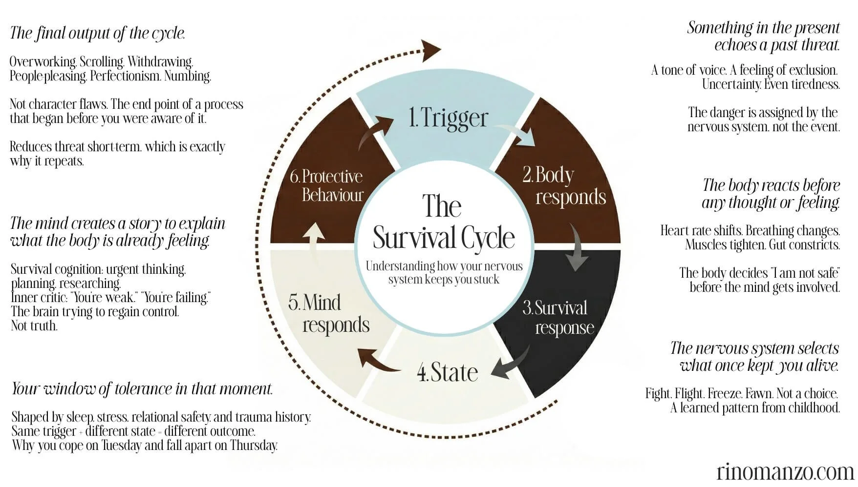 The Survival Cycle diagram showing six stages of how the body responds to perceived threat
