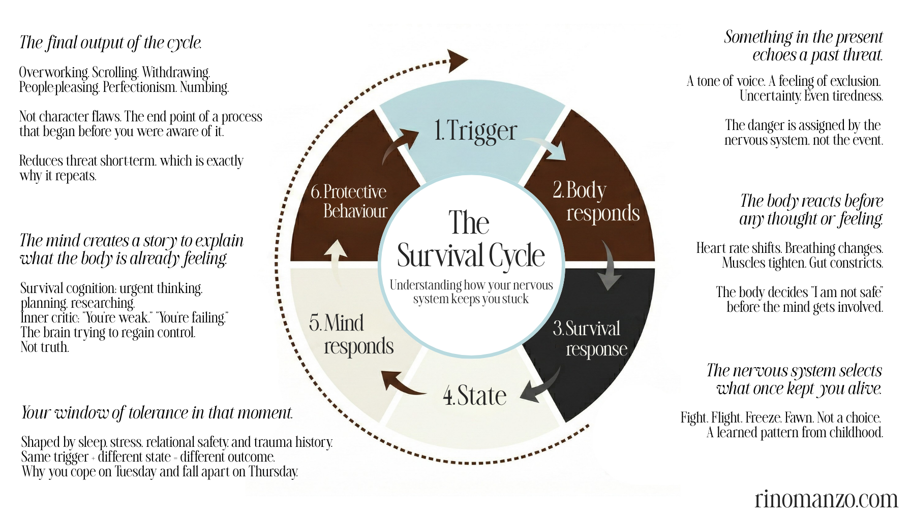 The Survival Cycle diagram showing six stages of the trauma response cycle from trigger through to protective behaviour and back again