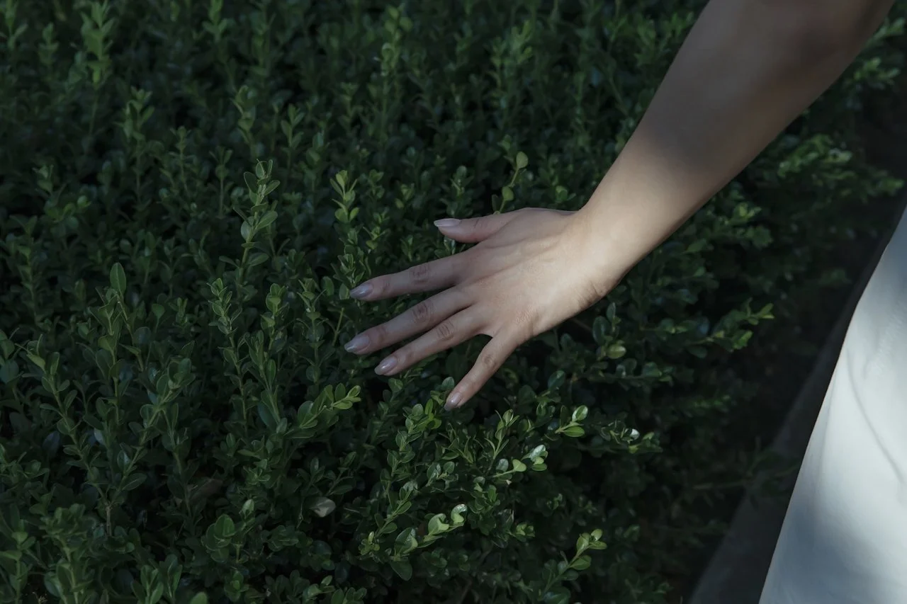 A hand touching green leafy bushes.