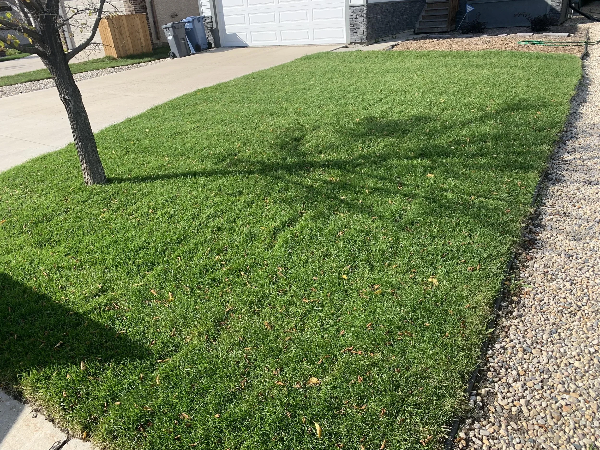 winnipeg+landscaping+near+me+sod+(3)-min.webp
