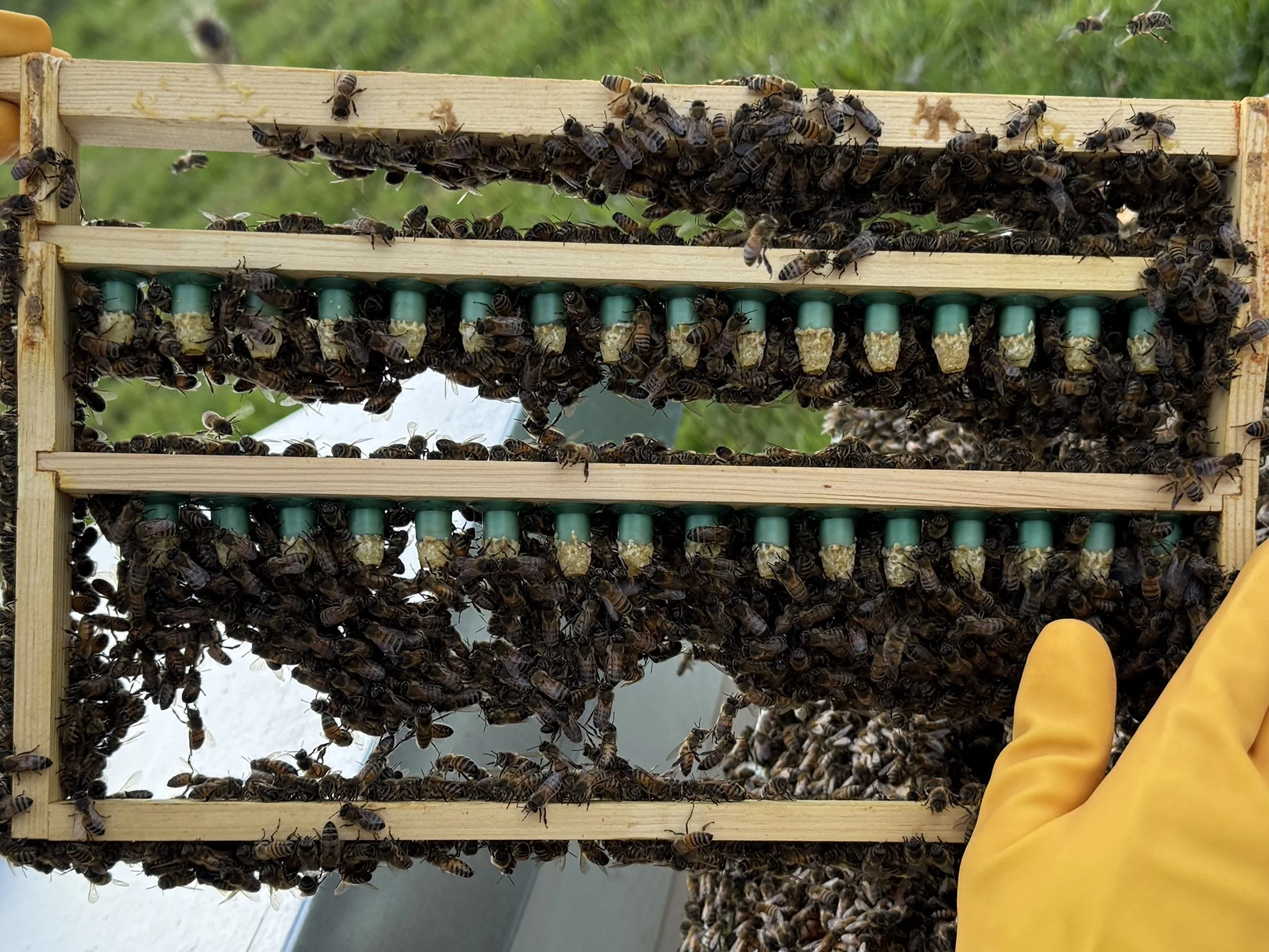 A frame of accepted grafts soon to become queen bees.