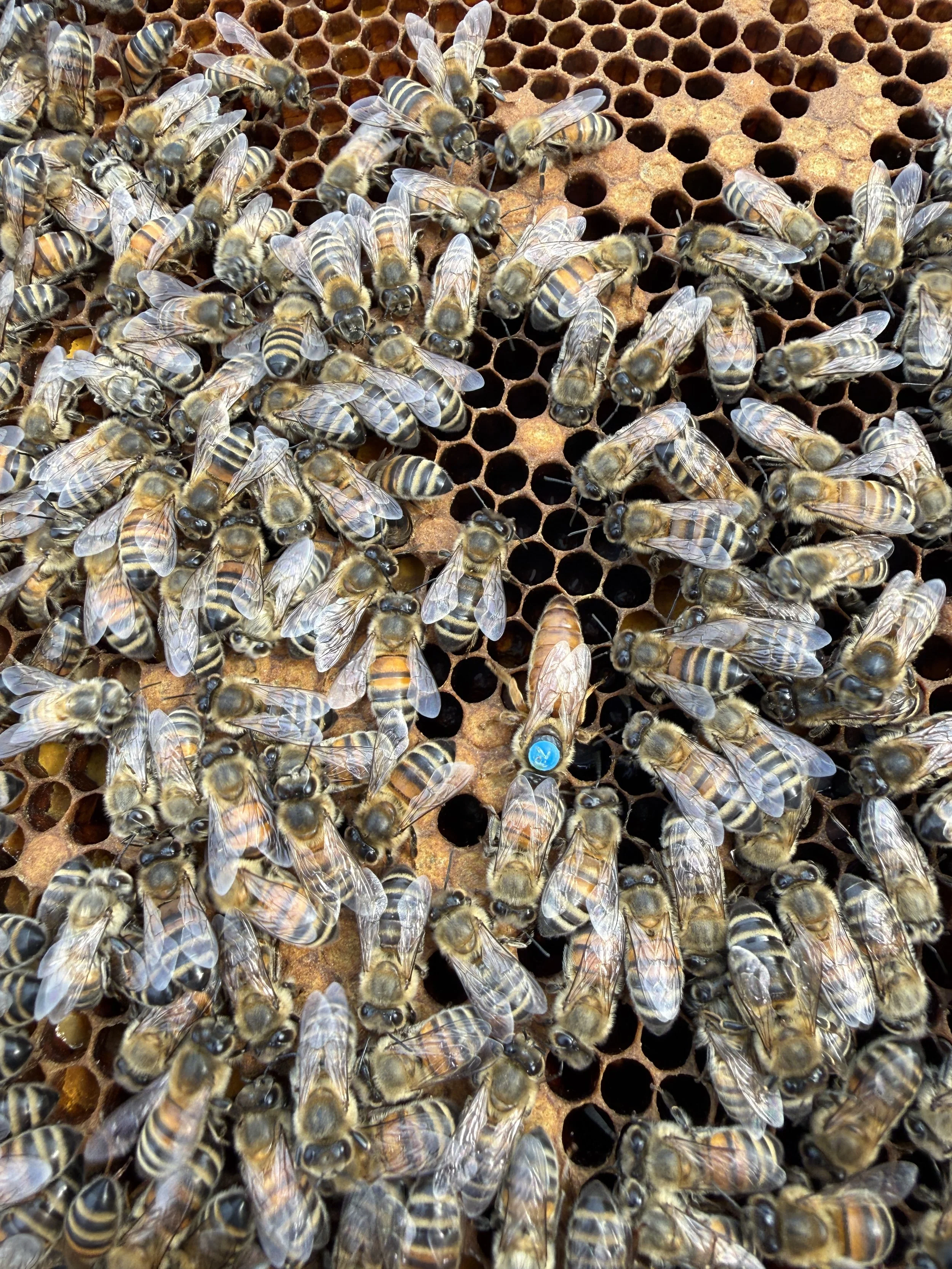 F1 UK Mated Buckfast Queen