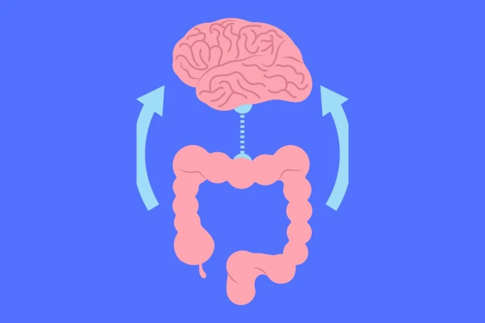 Illustration of a brain-gut connection, showing a brain above intestines with arrows indicating communication.