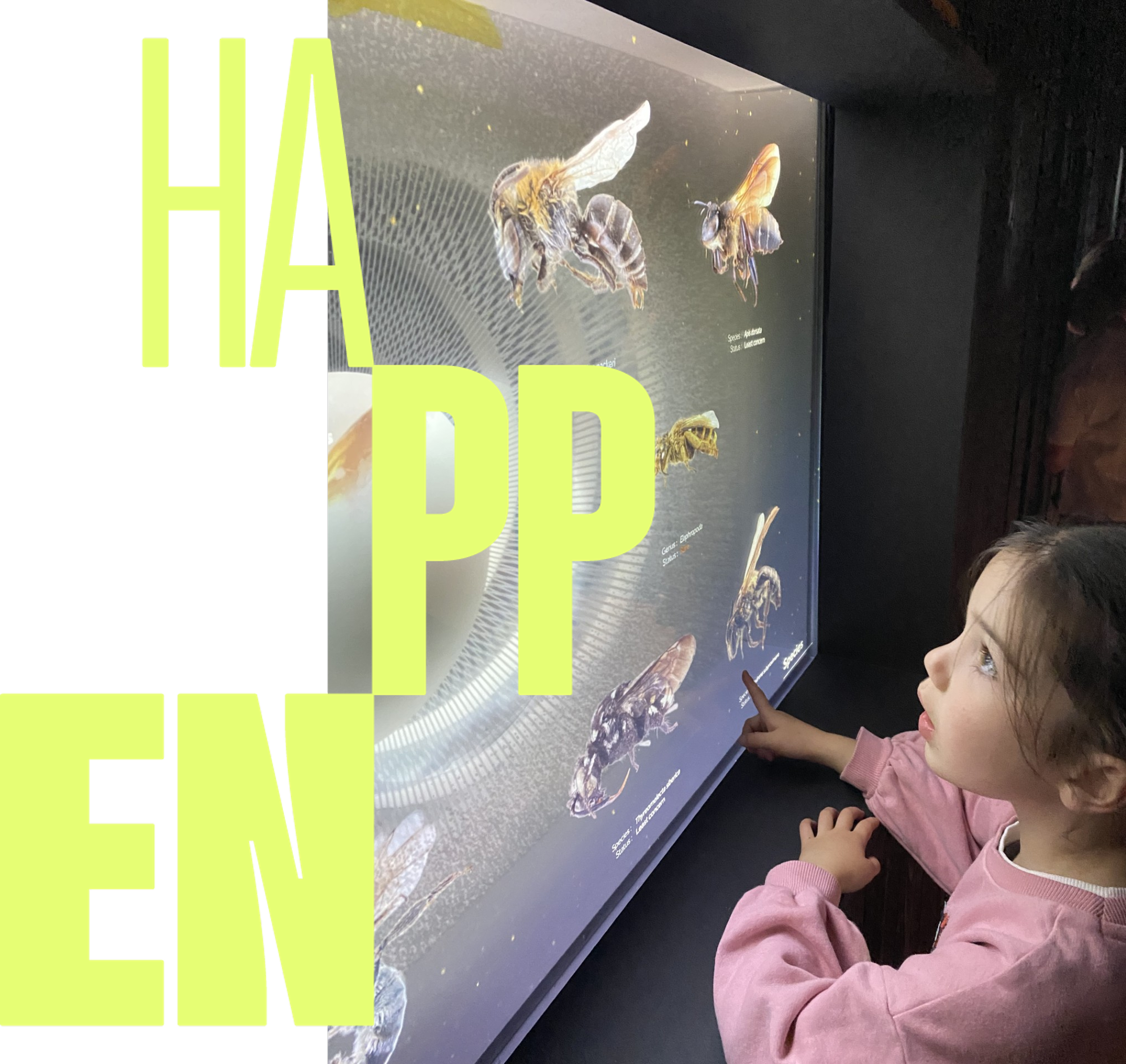 A young girl with brown hair and a pink long-sleeve shirt is looking at an exhibit displaying images and names of different bees on a backlit screen.