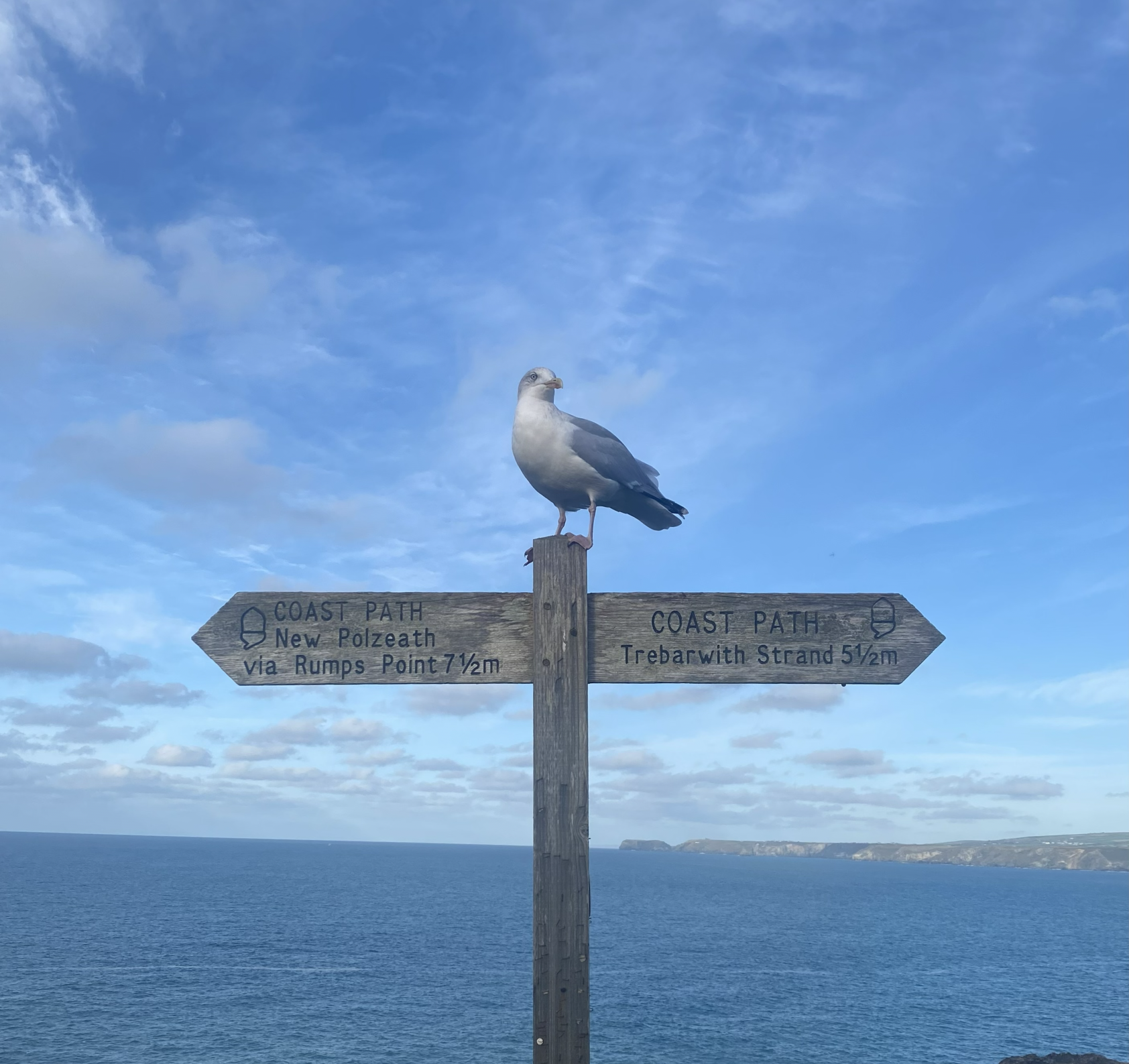 Seagull perched on a wooden signpost overlooking the ocean with blue sky and clouds in the background. The sign points left and right.