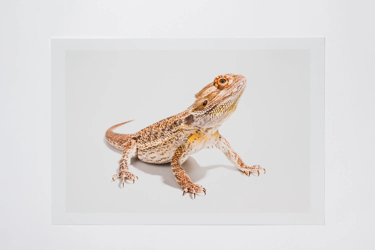 JS_BeardedDragon_print-1.jpg