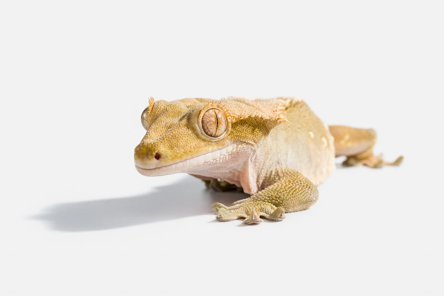 ©JaredSchoenemann_Lizards-11.jpg