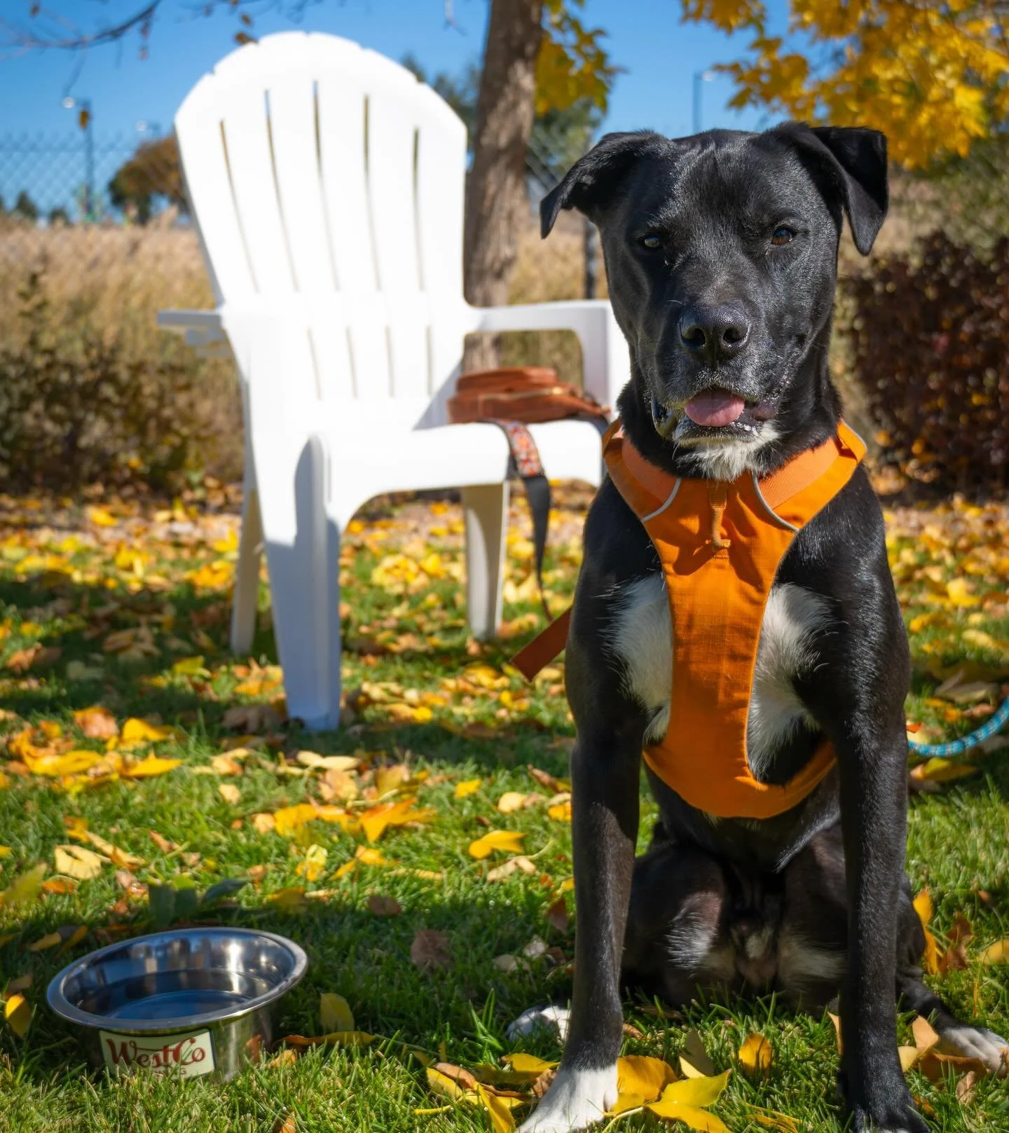 Did you know our patio is dog friendly?  The River Front Trail leads right to our door, so if you&rsquo;re out for a run, ride or stroll come see us and bring your furry friends!