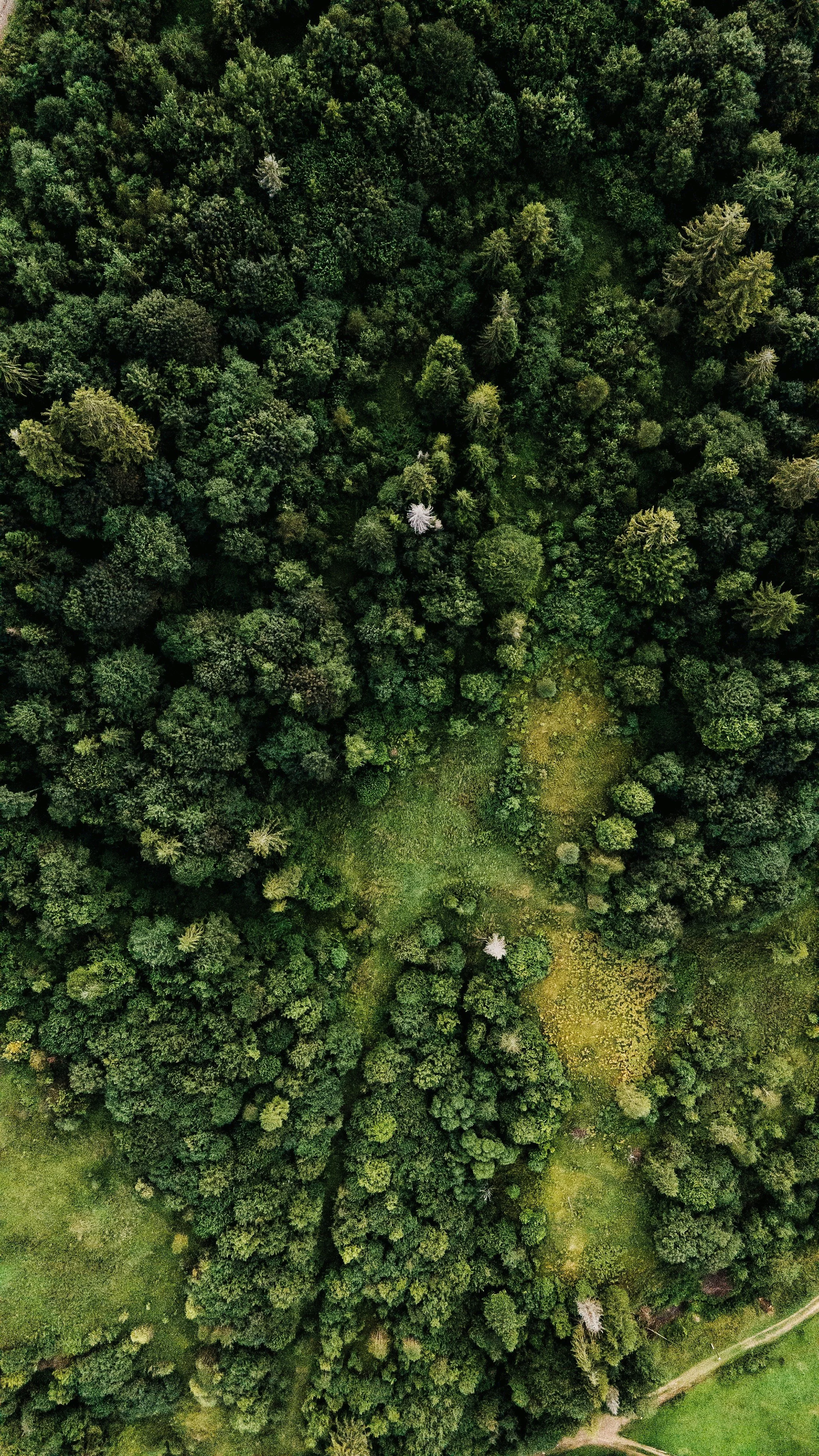 Aerial view of dense forest canopy representing forestry consulting services in Ontario