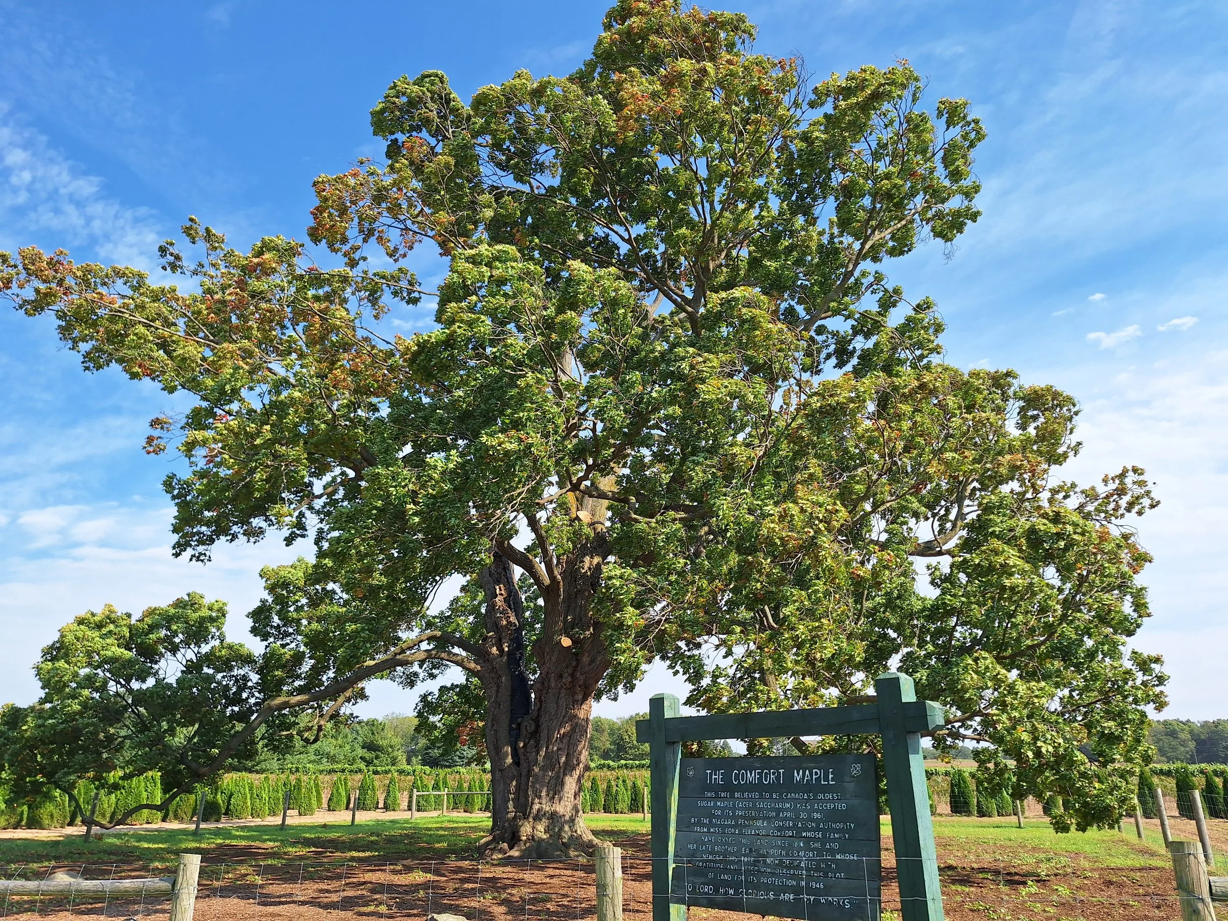 Large mature maple tree known as the Comfort Maple in Ontario