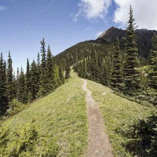 A dirt trail winding through a grassy hillside surrounded by tall pine trees, leading toward a mountain under a partly cloudy sky.