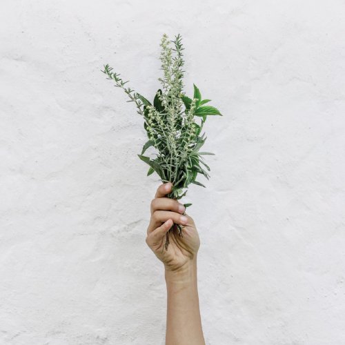 Hand holding a small bouquet of green herbs and white flowers against a plain white background.