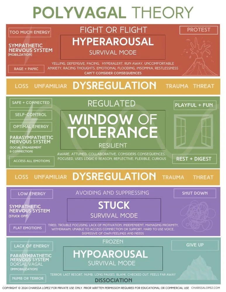 Attachment and Polyvagal Theory Infographic (updated 2025)