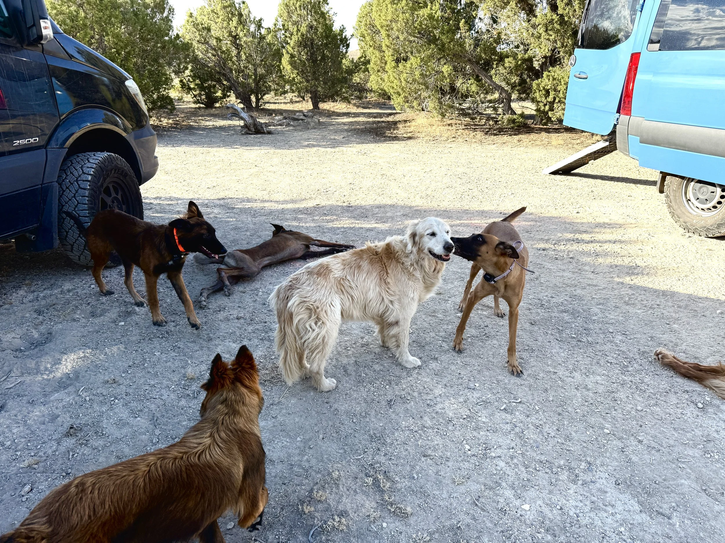 Roam K9s Dog Training