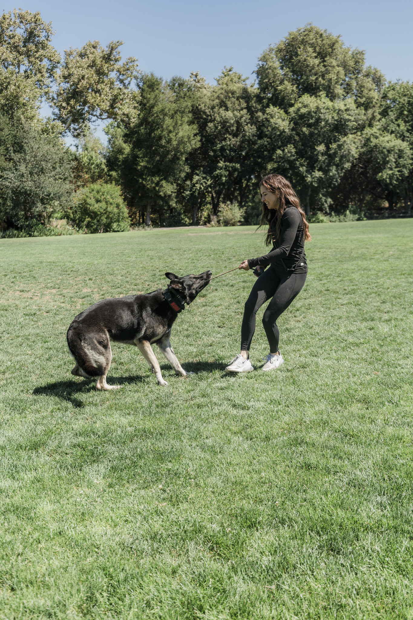 Board and Train Walnut Creek