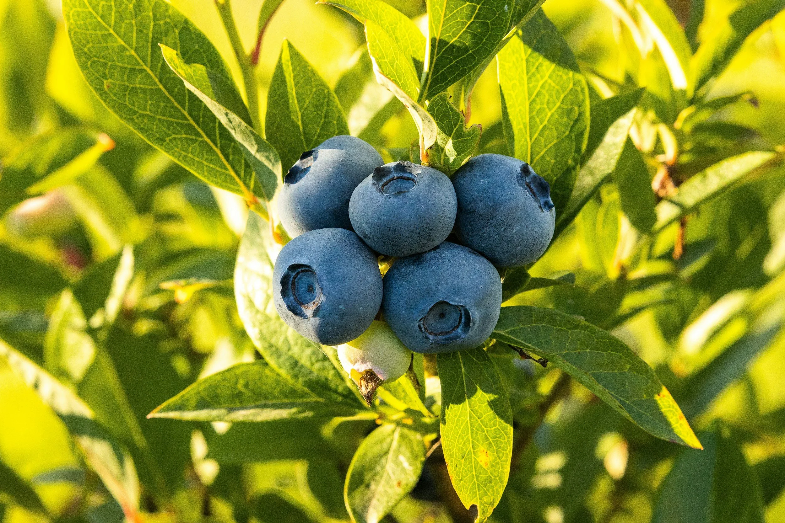Close-up of a cluster of ripe blueberries on a bush with green leaves.