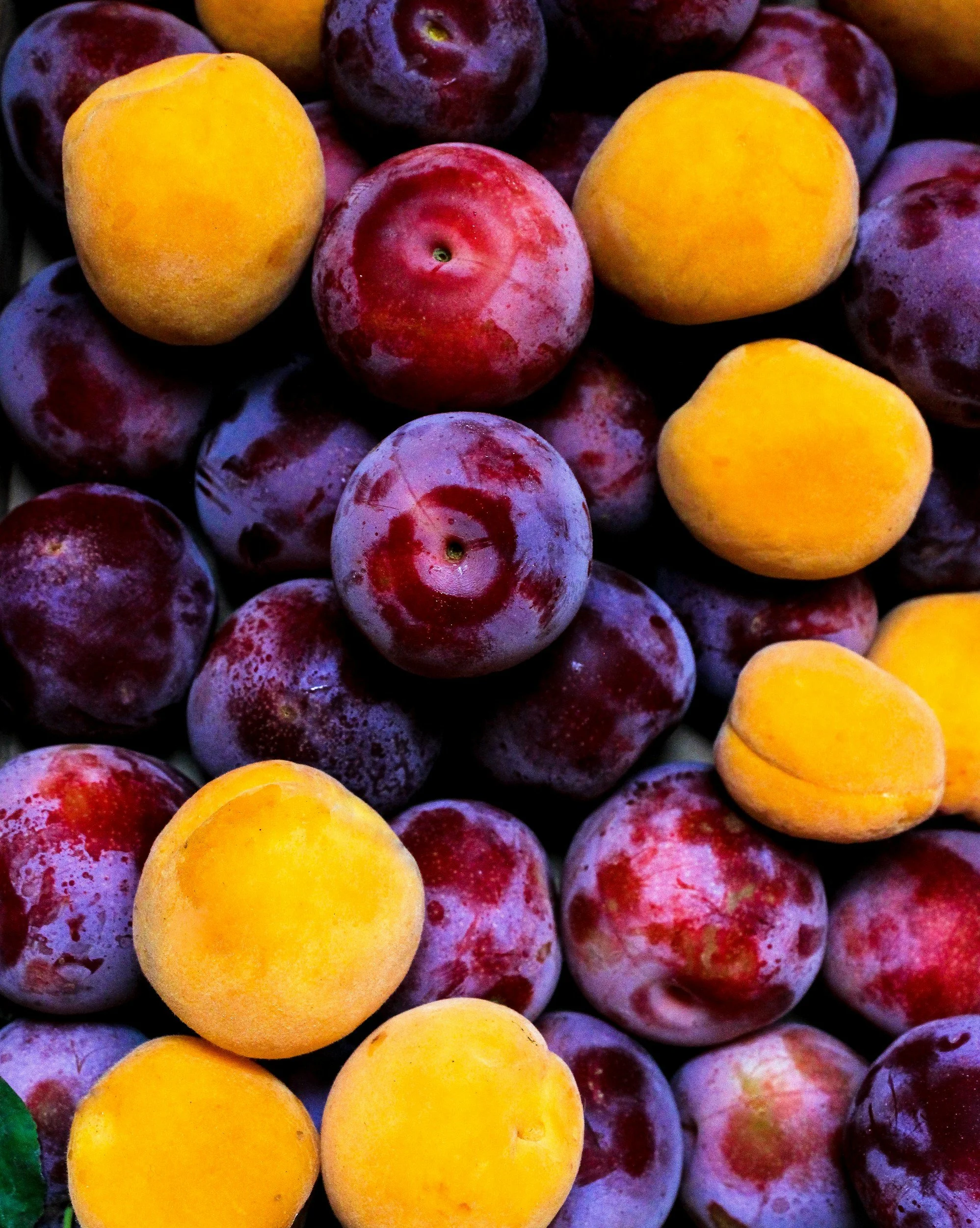 Fresh peaches and plums piled together with yellow peaches and reddish-purple plums.