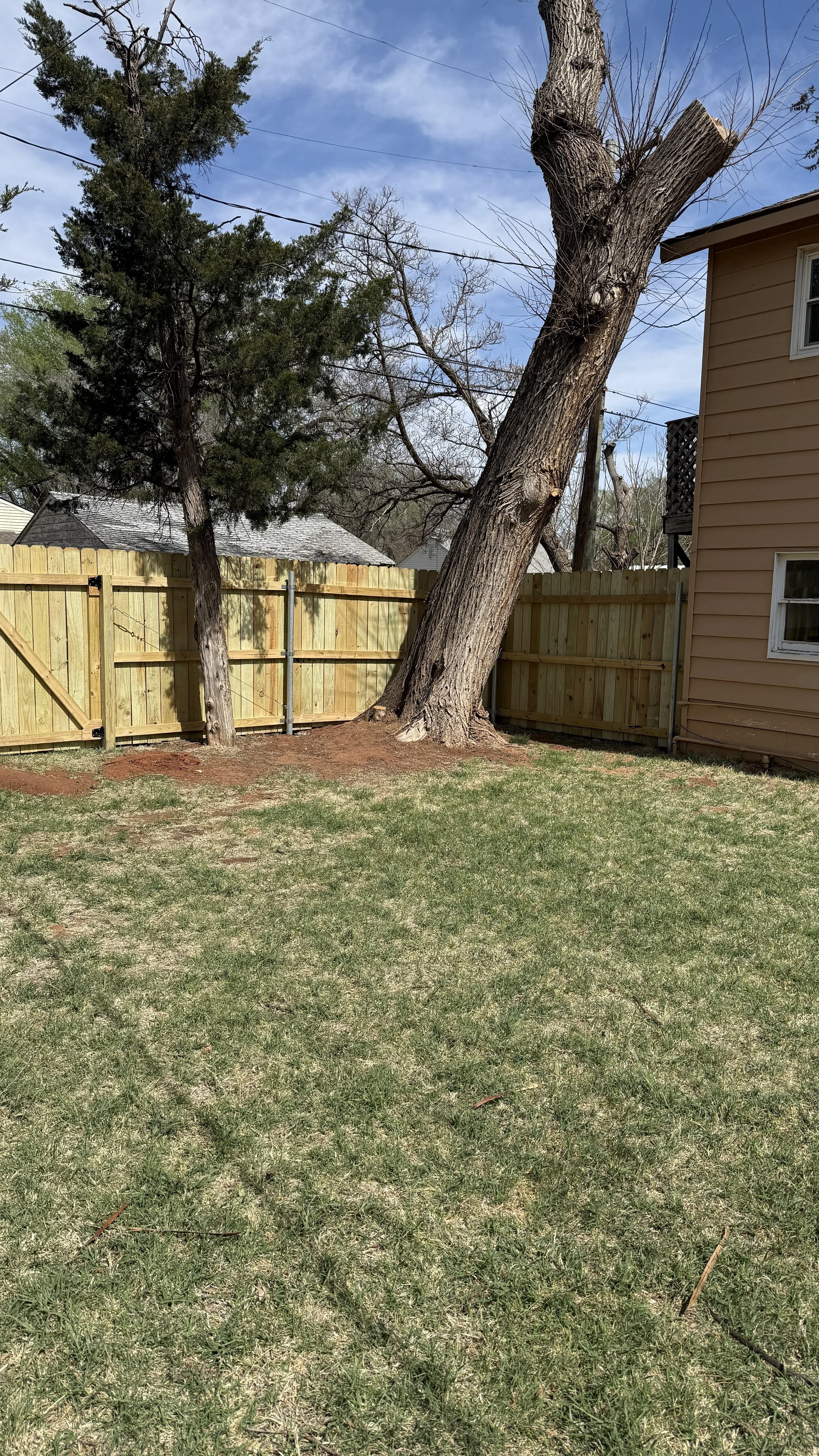 A backyard scene with a wooden fence, two trees, and a house. One tree has a thick, curved trunk, and the other is tall and coniferous. The grass is patchy and the sky is partly cloudy.