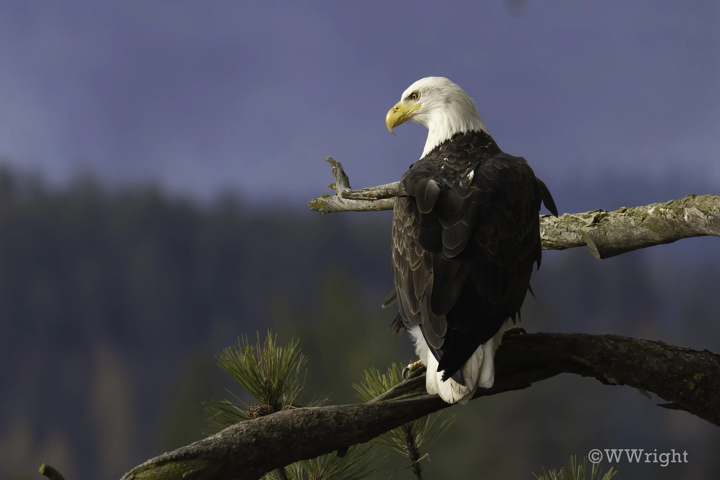 11-14-2025 EAGLE-2.jpg