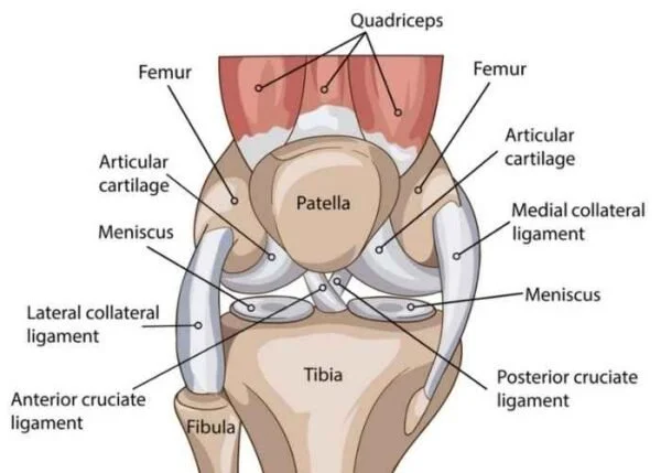 Recovering faster & stronger from ACL & meniscus injuries