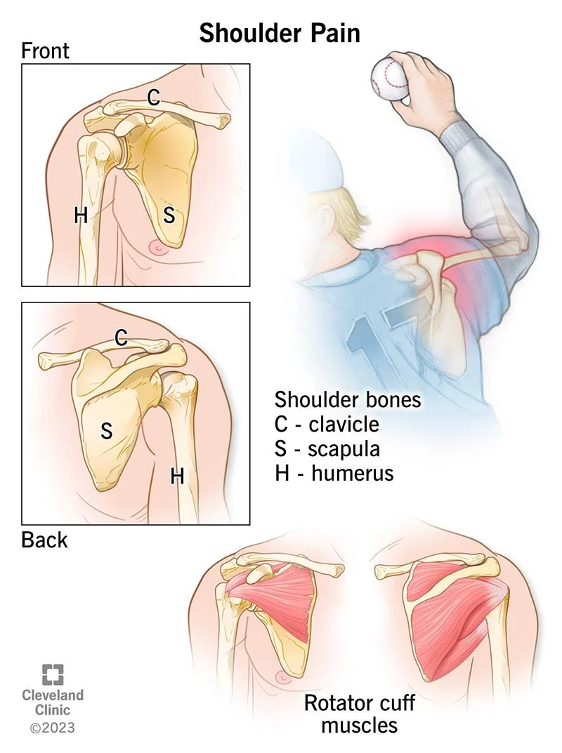 Bones of the shoulder girdle and the rotator cuff muscles.