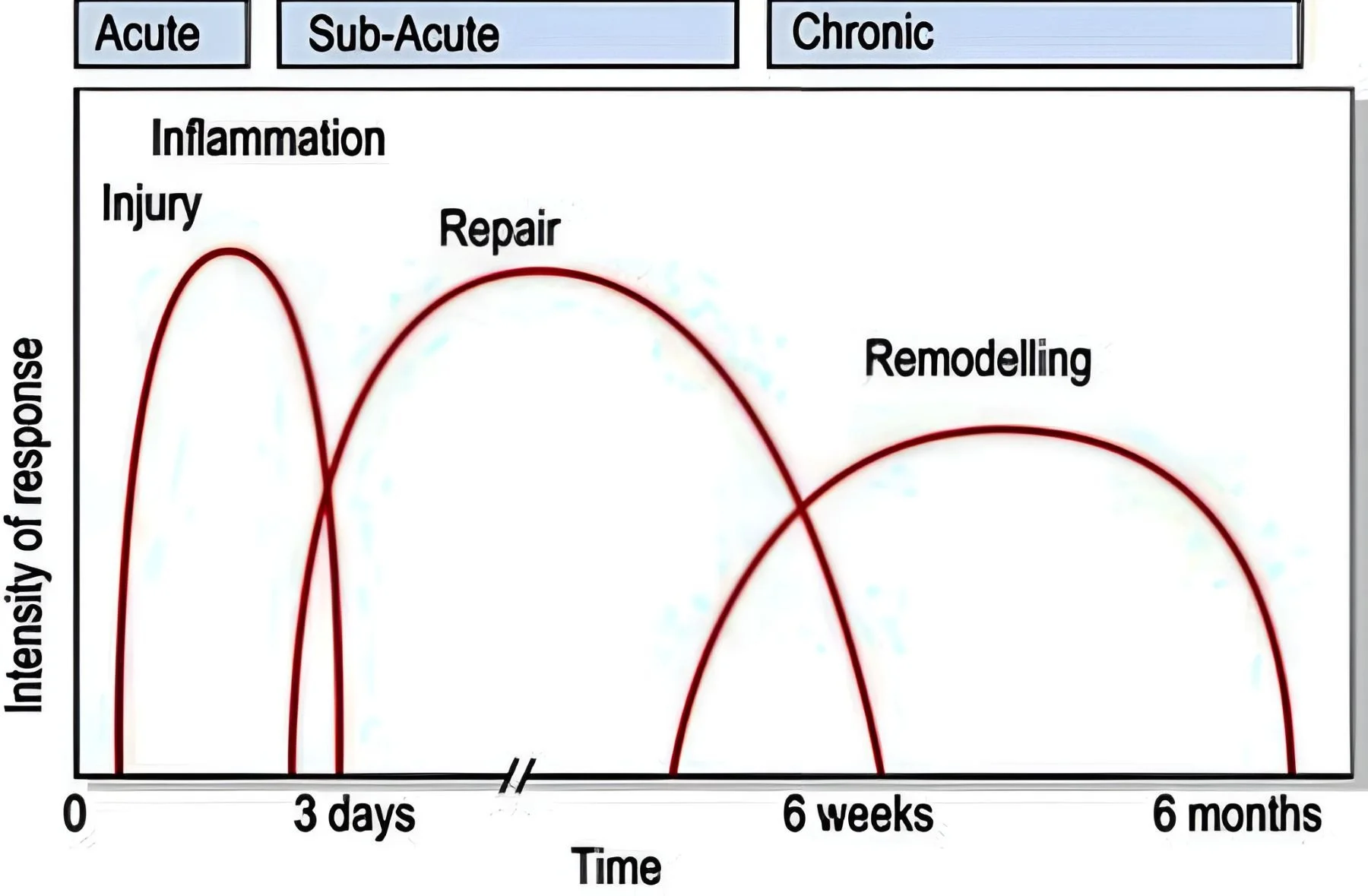 An infographic labeling the three stages of tissue healing