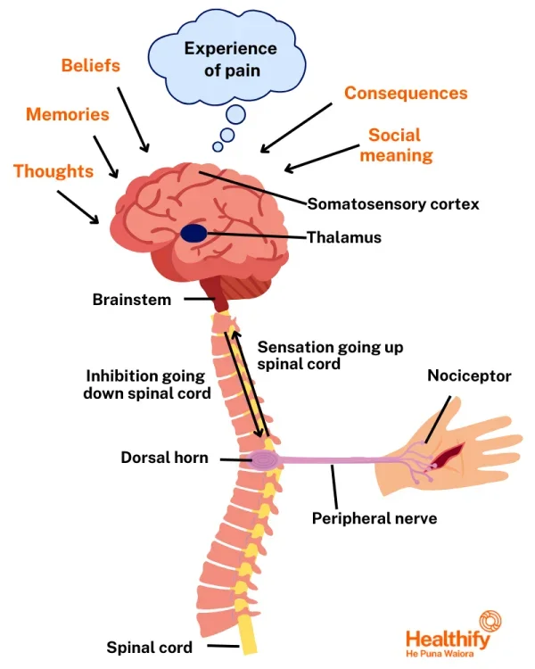 Everyone experiences pain differently based on multiple factors. Don't let fear hold you back from a life without pain. At TVPT, pain education is a core aspect of all rehab experiences.