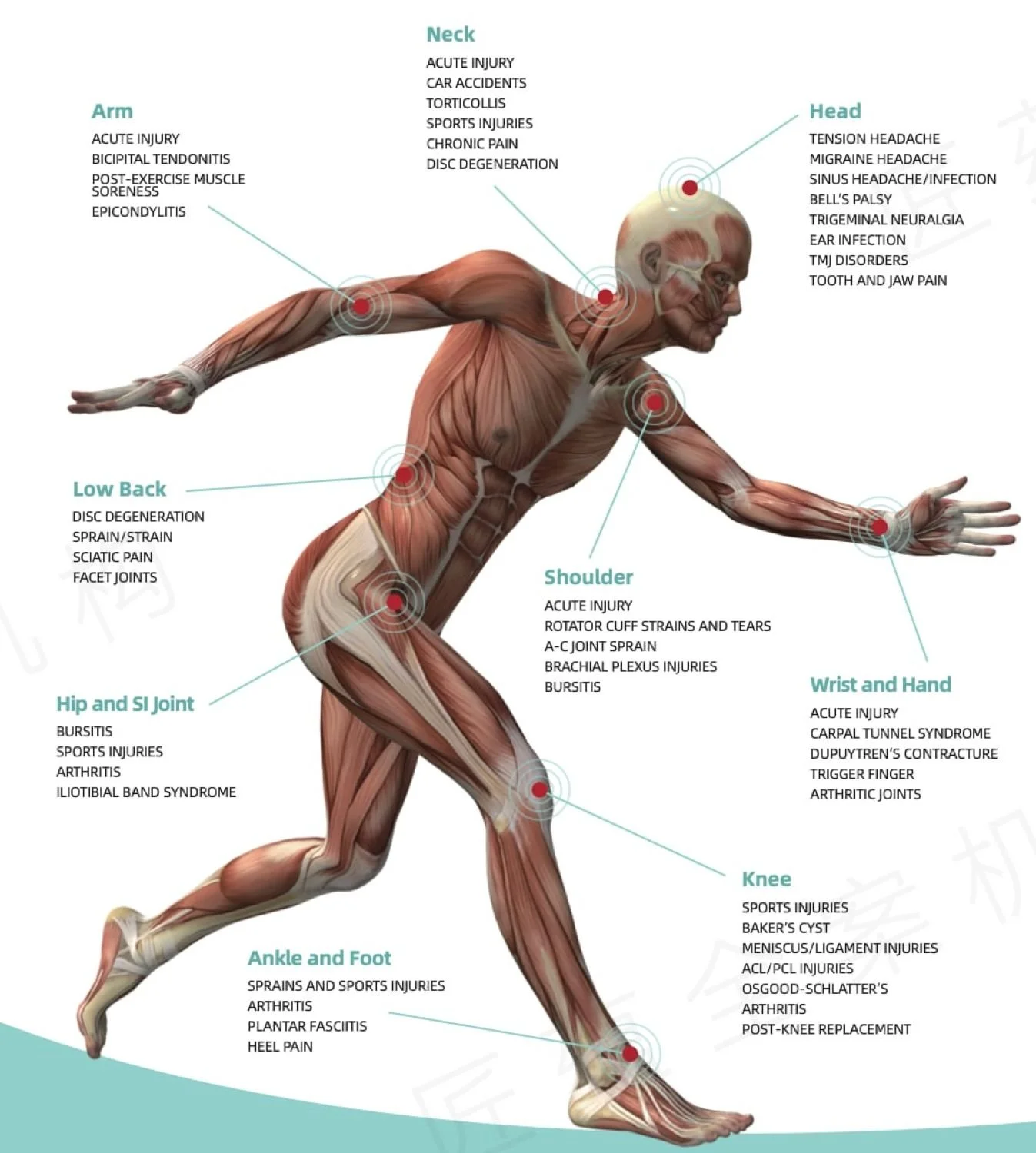 An infographic demonstrating the many treatment areas and diagnoses that high-powered laser therapy can help with.