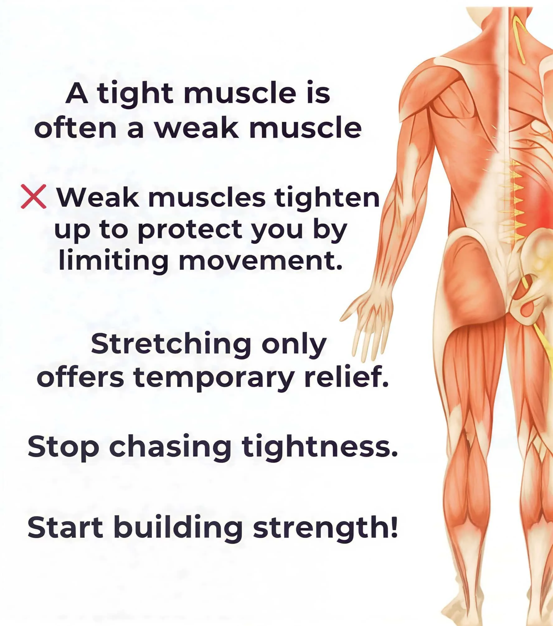 Strength training vs stretching: unpacking what your body truly requires. Hint: it's strength training.