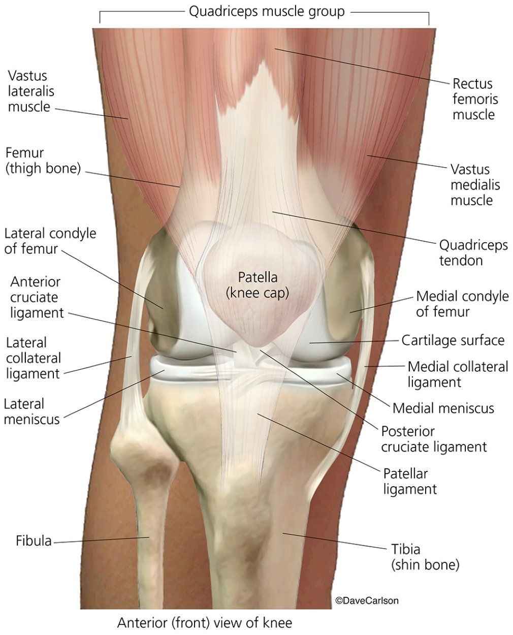 Anterior view of the anatomy of the right knee