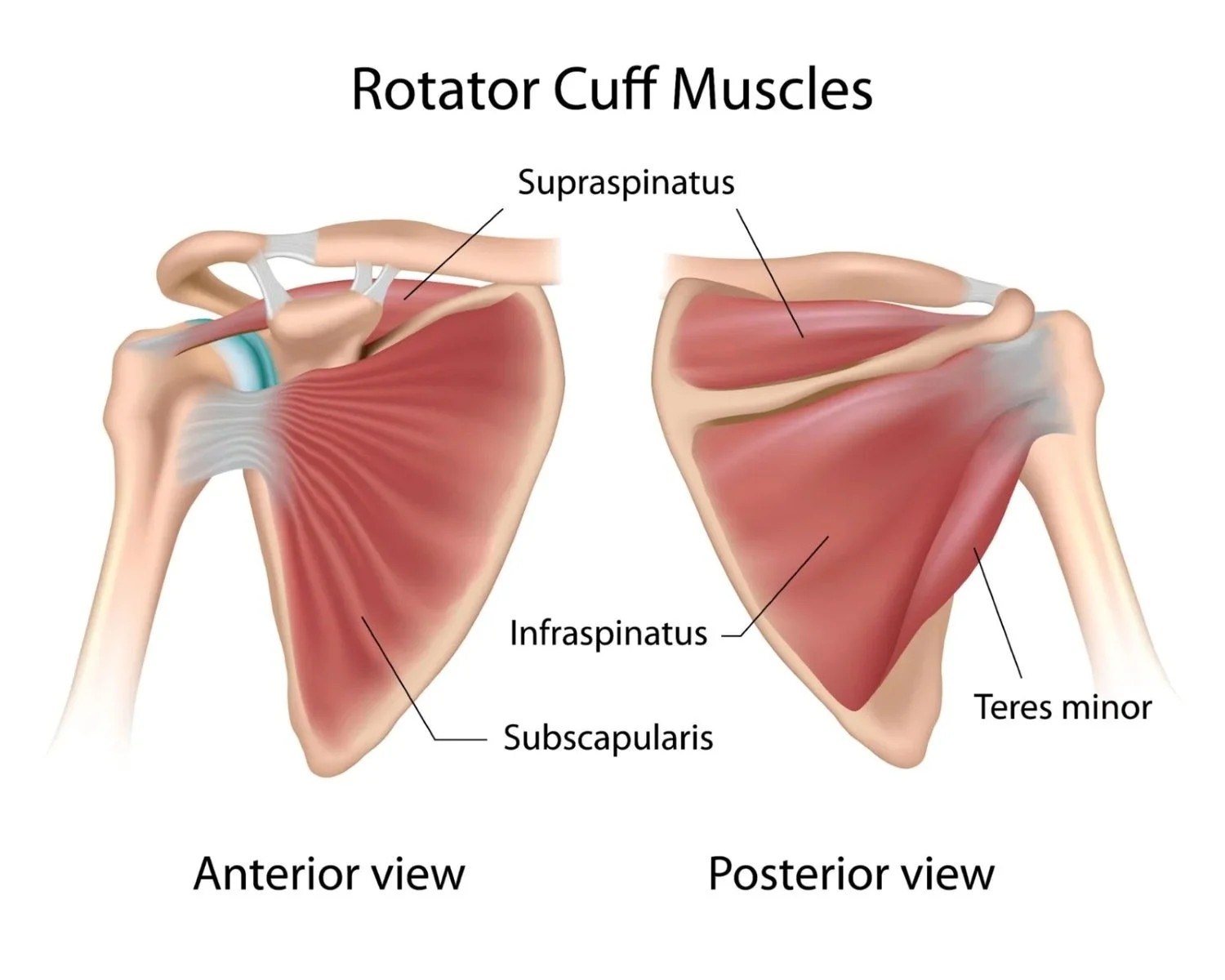 Anterior and posterior view of the rotator cuff muscle anatomy