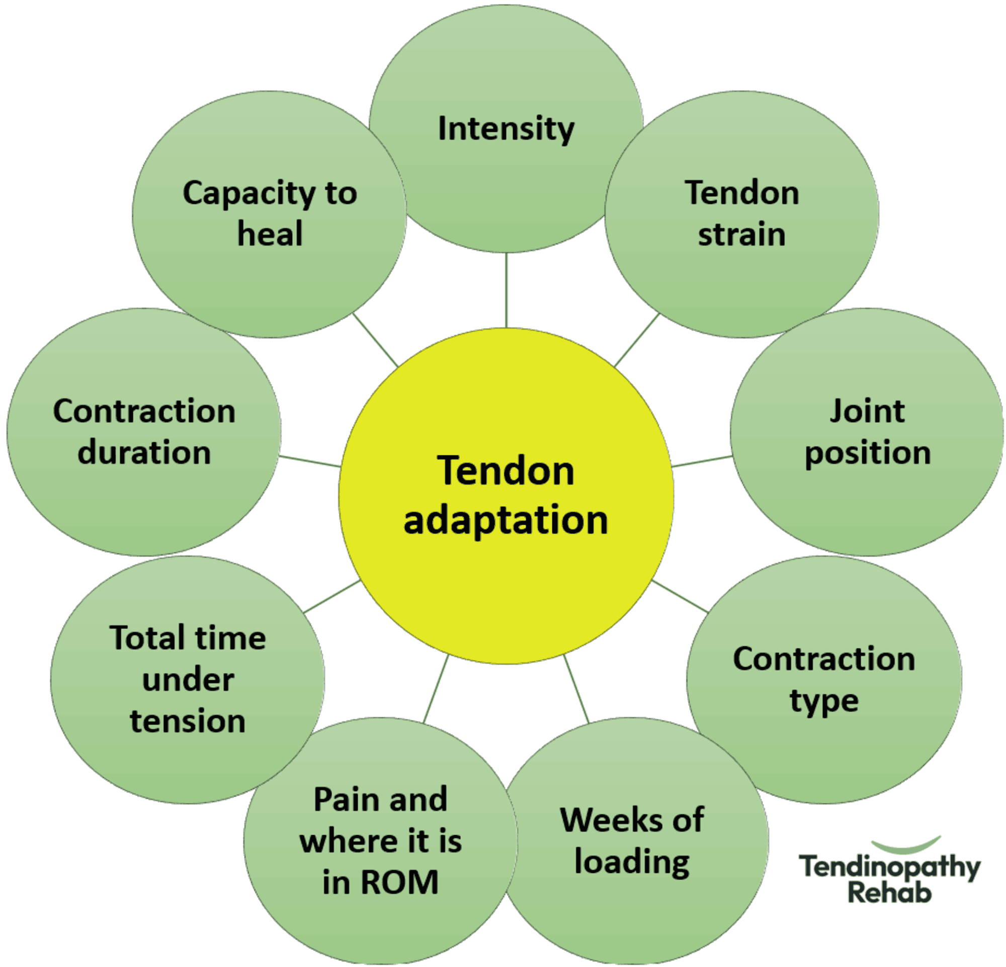 Infographic about how adaptive tendons are based on several variables. Tendons are not fragile!
