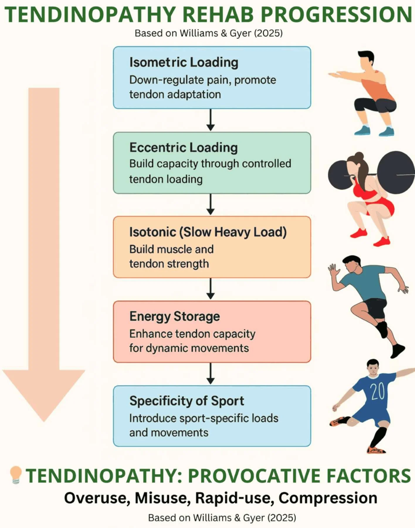 The flow of rehabilitation for tendinopathy from injury to performance.
