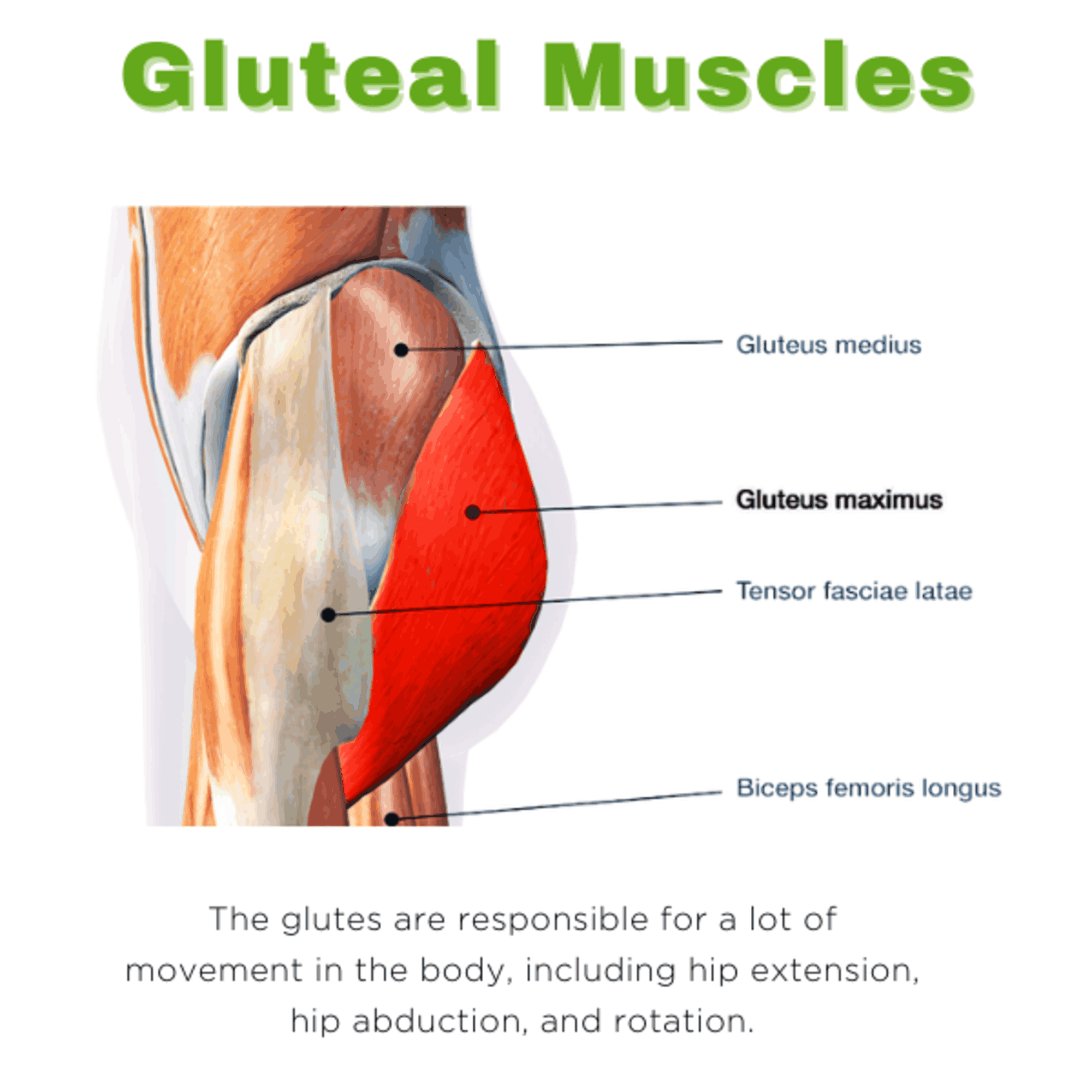 Diagram demonstrating gluteal anatomy. The glutes play a large role in preventing low back, hip, knee, and ankle injurues