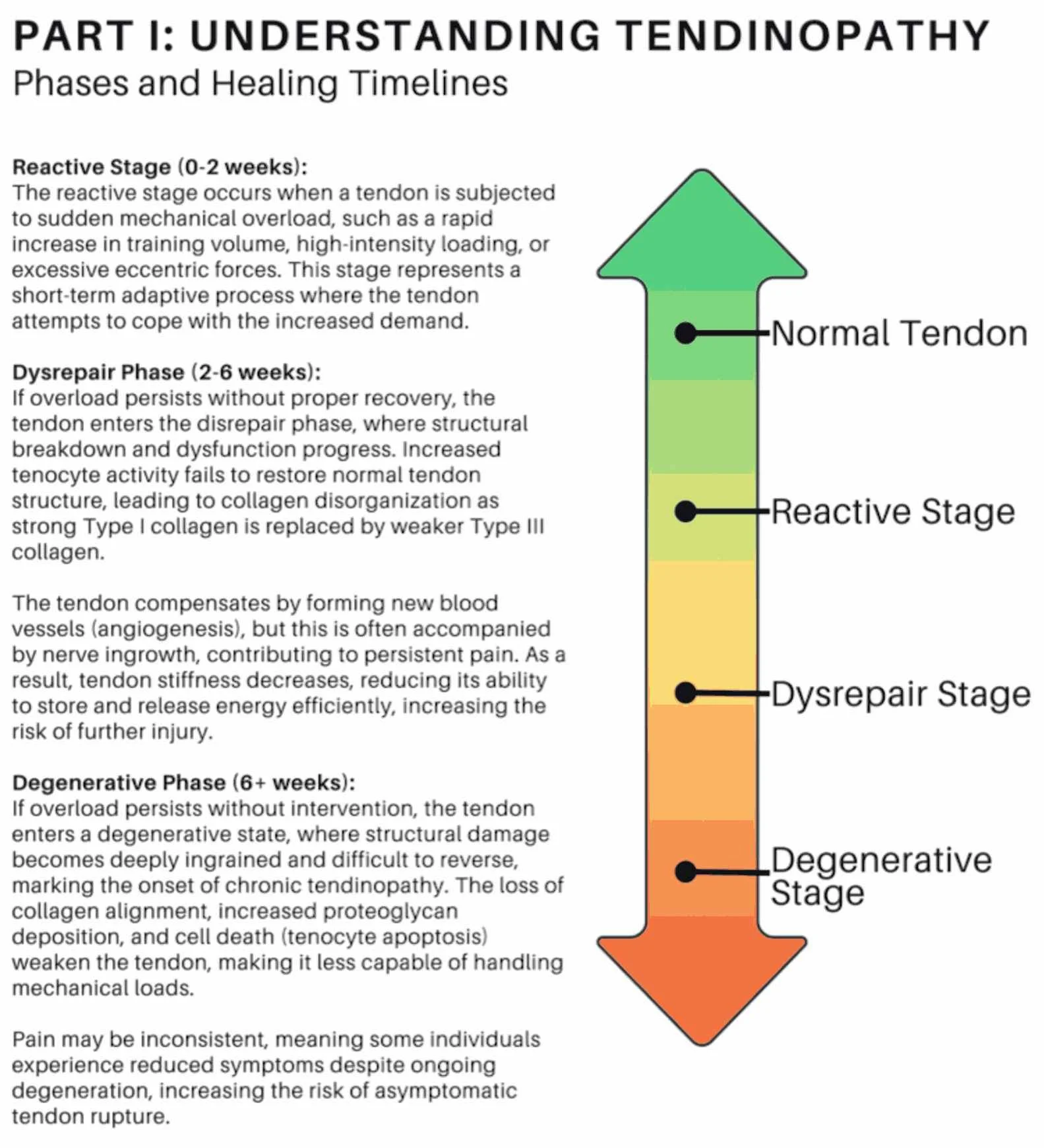 Infographic about understanding tendinopathy and its stages as it worsens without rehabilitation for tendon issues.